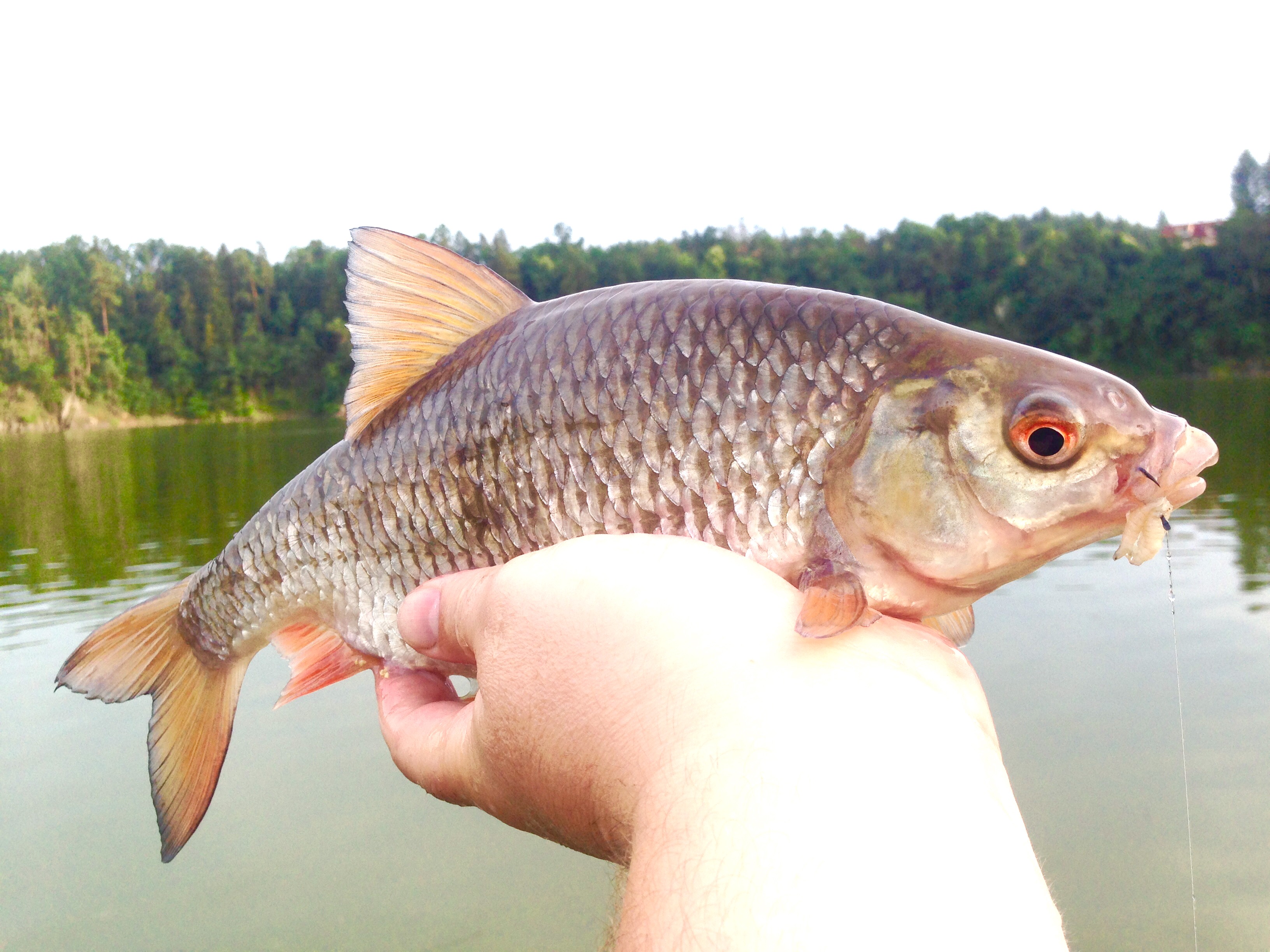 feeder na Orlík ..