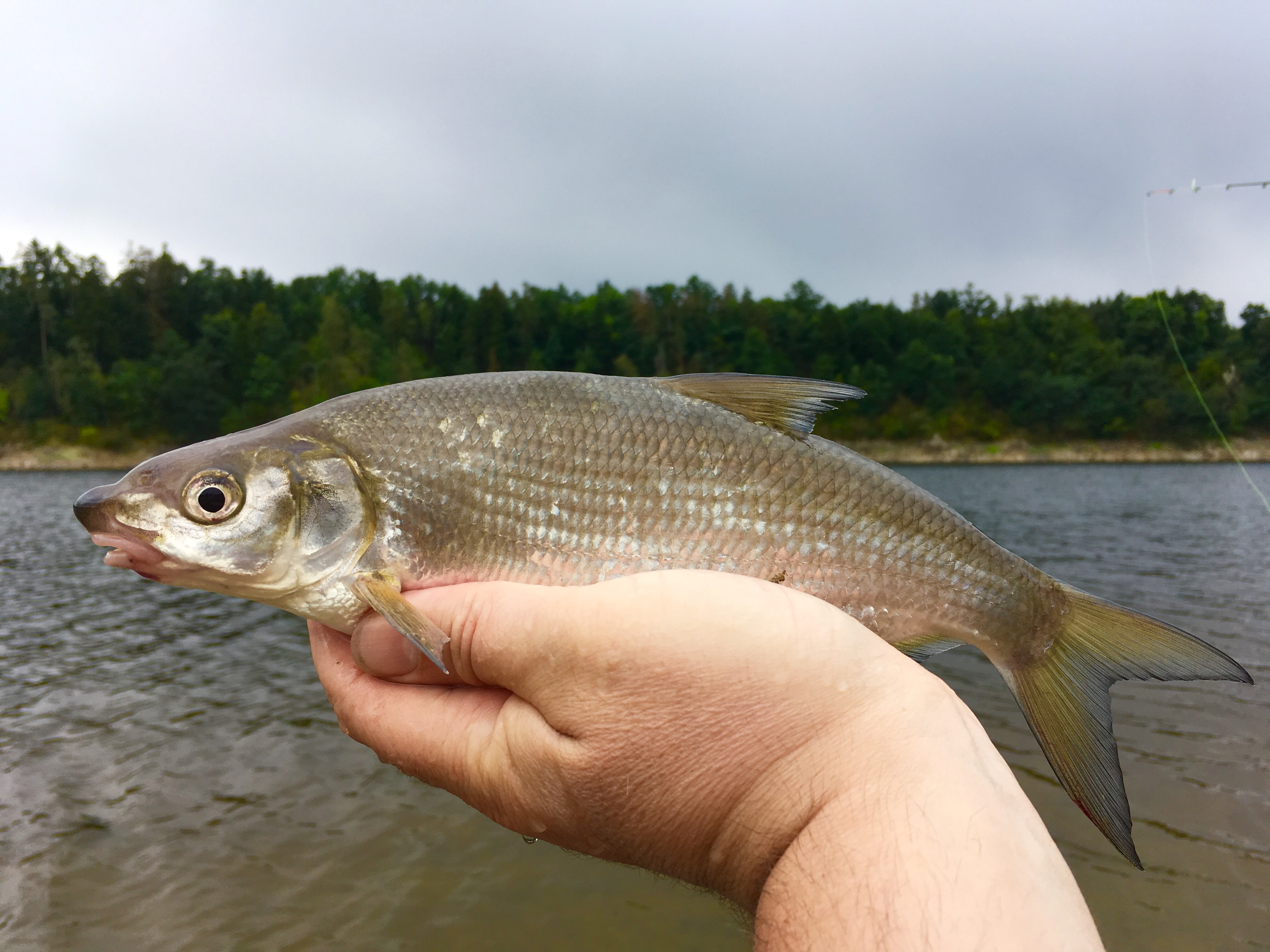 Feeder s DYNAMITE BAITS na Orlíku 16.9.2017 ...